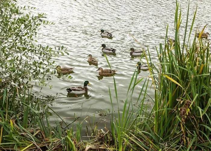 Mallard Lake