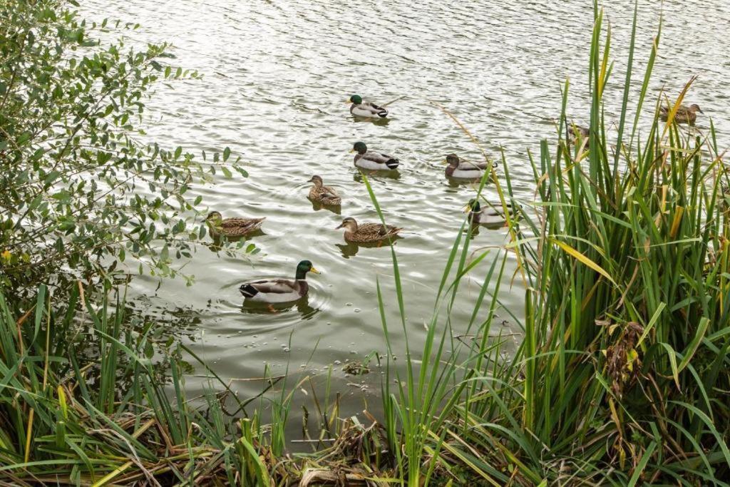 Mallard